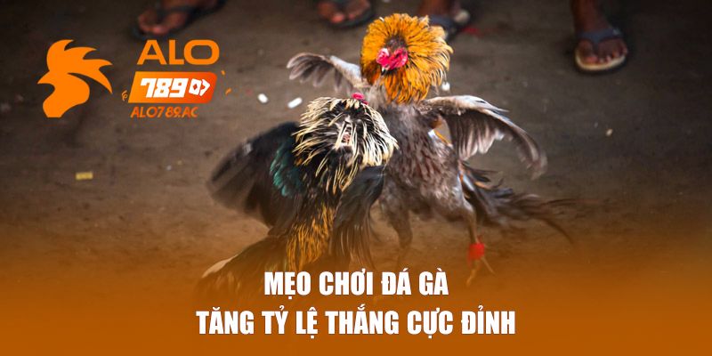Mẹo chơi đá gà tăng tỷ lệ thắng cực đỉnh 