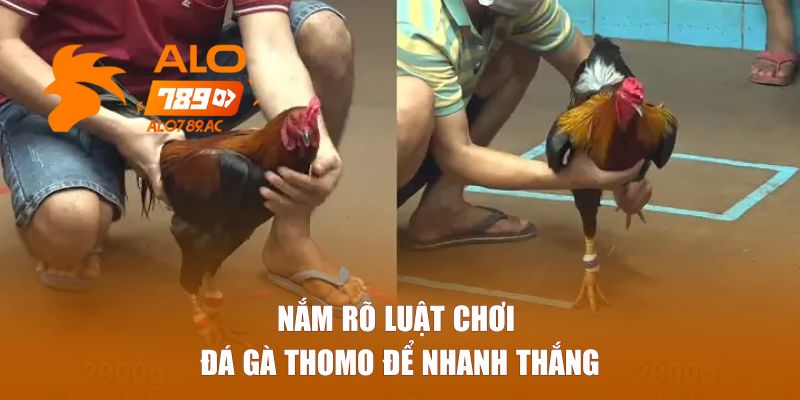 Nắm rõ luật chơi đá gà Thomo để nhanh thắng